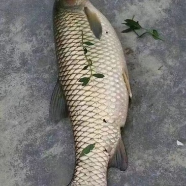草鱼