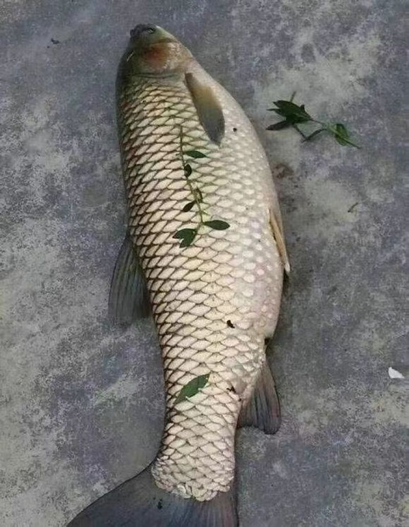 草鱼