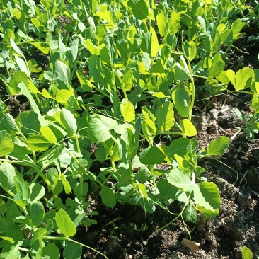 大量豌豆尖上市