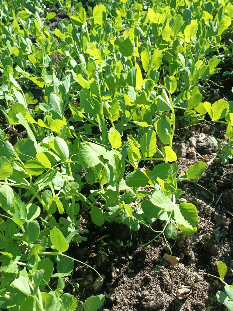 大量豌豆尖上市