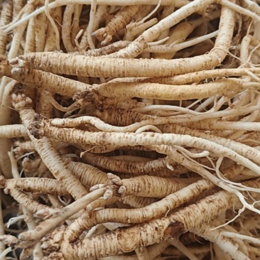 毕节威宁白条党参