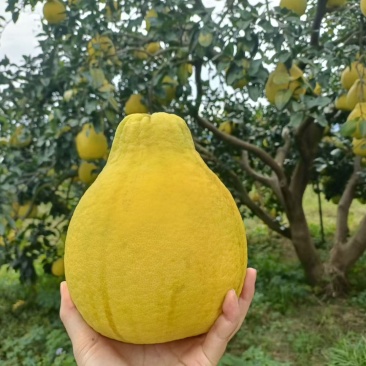 湖南江永粗石江香柚