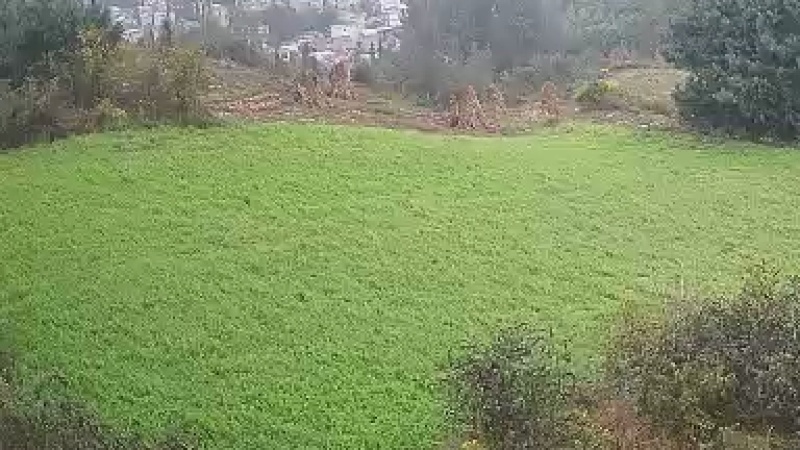 有几十亩党参要出售