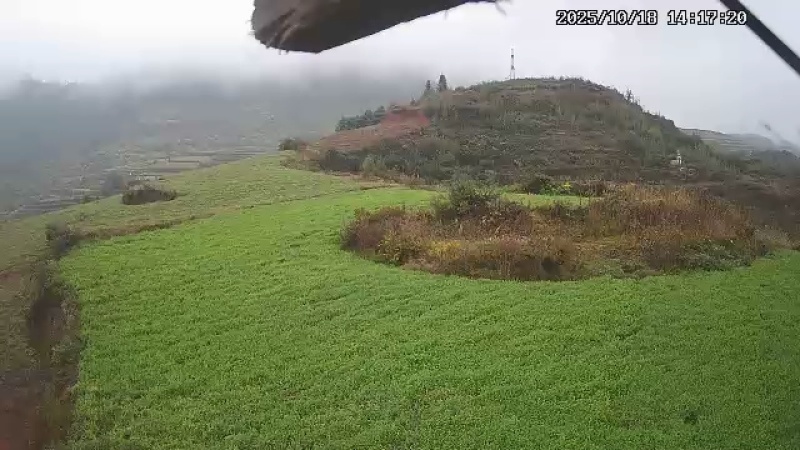 有几十亩党参要出售