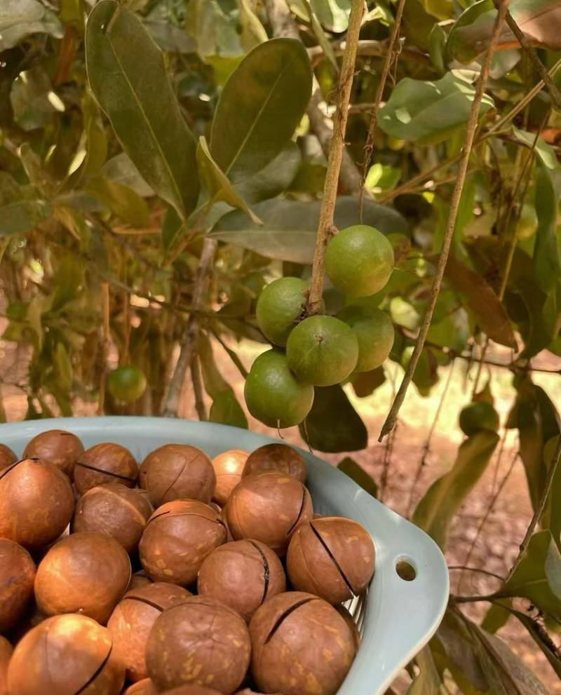 夏威夷果，支持电商一件代发，包退货，量大从优