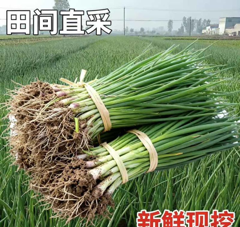 出售河西早熟洋葱苗