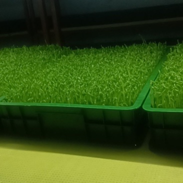 水培豌豆苗，萝卜芽，花生芽