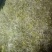水培豌豆苗，萝卜芽，花生芽