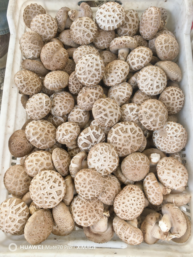 新鲜保鲜香菇