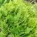 广西佛手瓜嫩尖龙须菜新鲜捧瓜尖洋瓜尖叶绿叶蔬菜食用丝瓜尖