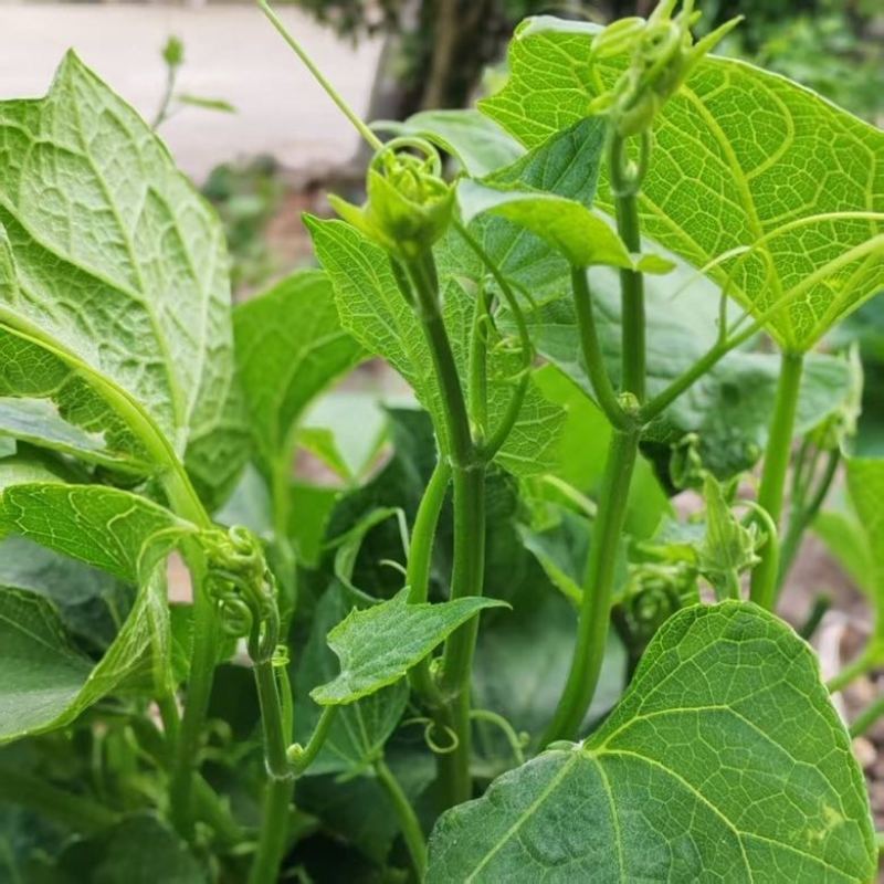 广西佛手瓜嫩尖龙须菜新鲜捧瓜尖洋瓜尖叶绿叶蔬菜食用丝瓜尖