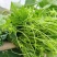 广西佛手瓜嫩尖龙须菜新鲜捧瓜尖洋瓜尖叶绿叶蔬菜食用丝瓜尖