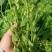 广西佛手瓜嫩尖龙须菜新鲜捧瓜尖洋瓜尖叶绿叶蔬菜食用丝瓜尖