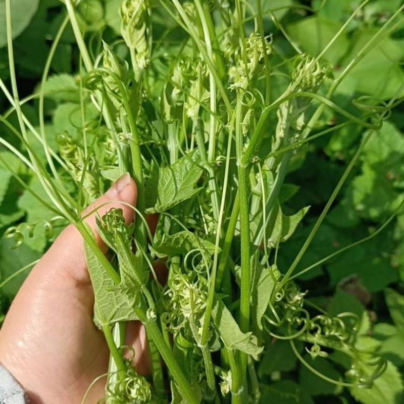 广西佛手瓜嫩尖龙须菜新鲜捧瓜尖洋瓜尖叶绿叶蔬菜食用丝瓜尖
