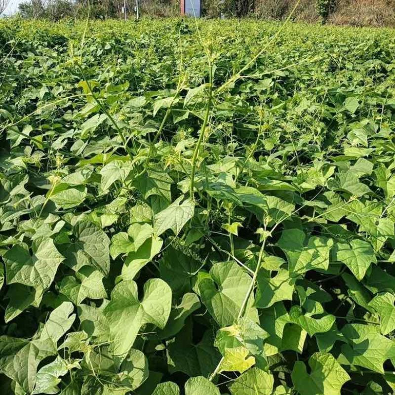 广西佛手瓜嫩尖龙须菜新鲜捧瓜尖洋瓜尖叶绿叶蔬菜食用丝瓜尖