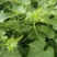广西佛手瓜嫩尖龙须菜新鲜捧瓜尖洋瓜尖叶绿叶蔬菜食用丝瓜尖