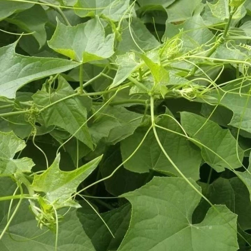 广西佛手瓜嫩尖龙须菜新鲜捧瓜尖洋瓜尖叶绿叶蔬菜食用丝瓜尖