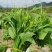 广西佛手瓜嫩尖龙须菜新鲜捧瓜尖洋瓜尖叶绿叶蔬菜食用丝瓜尖
