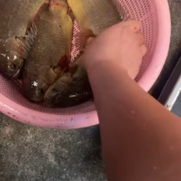 硬头鱼。樊鲈
