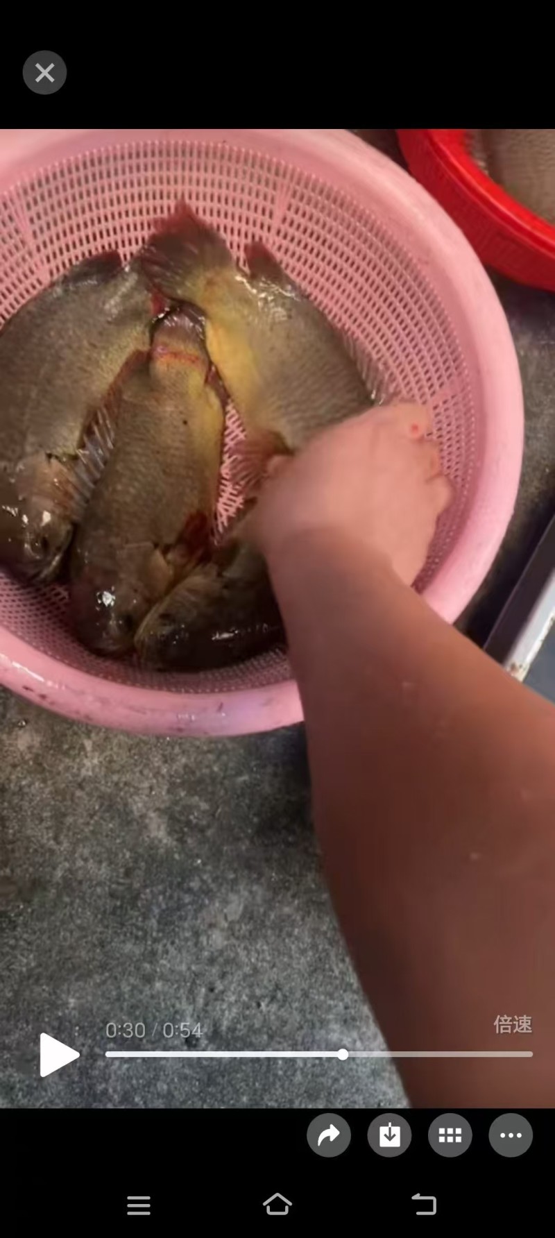 硬头鱼。樊鲈