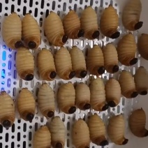 竹虫（高蛋白）新鲜活虫、冻虫
