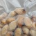 竹虫（高蛋白）新鲜活虫、冻虫