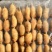 竹虫（高蛋白）新鲜活虫、冻虫
