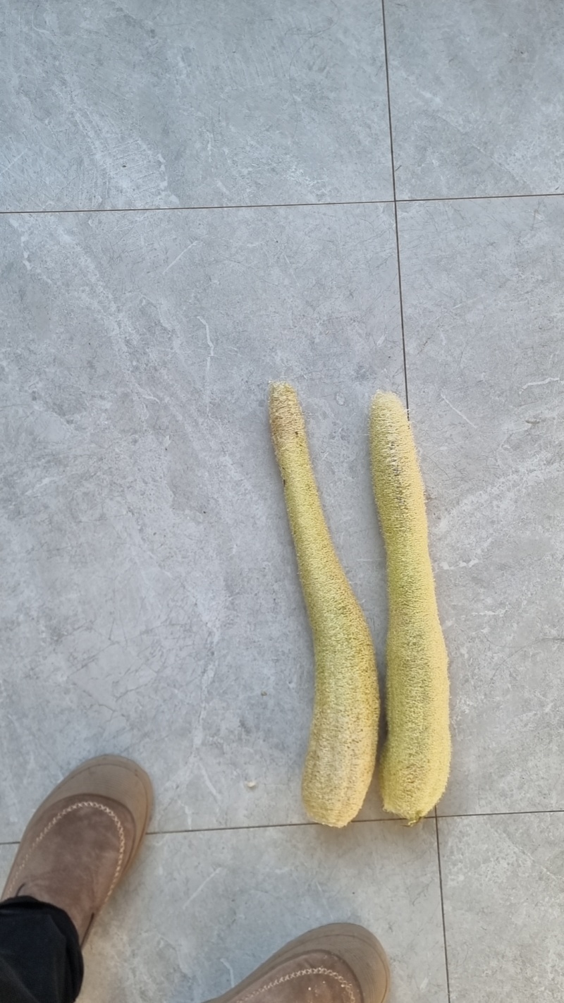 丝瓜络