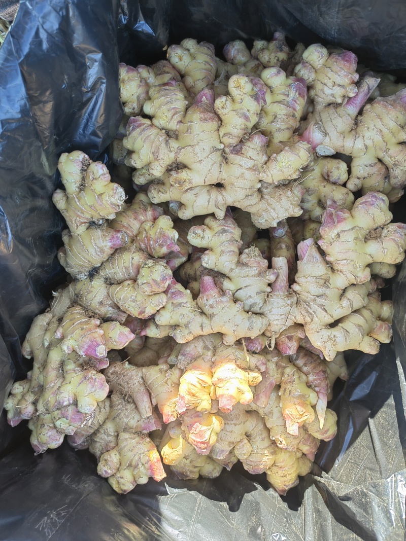 贵州二号平头姜
