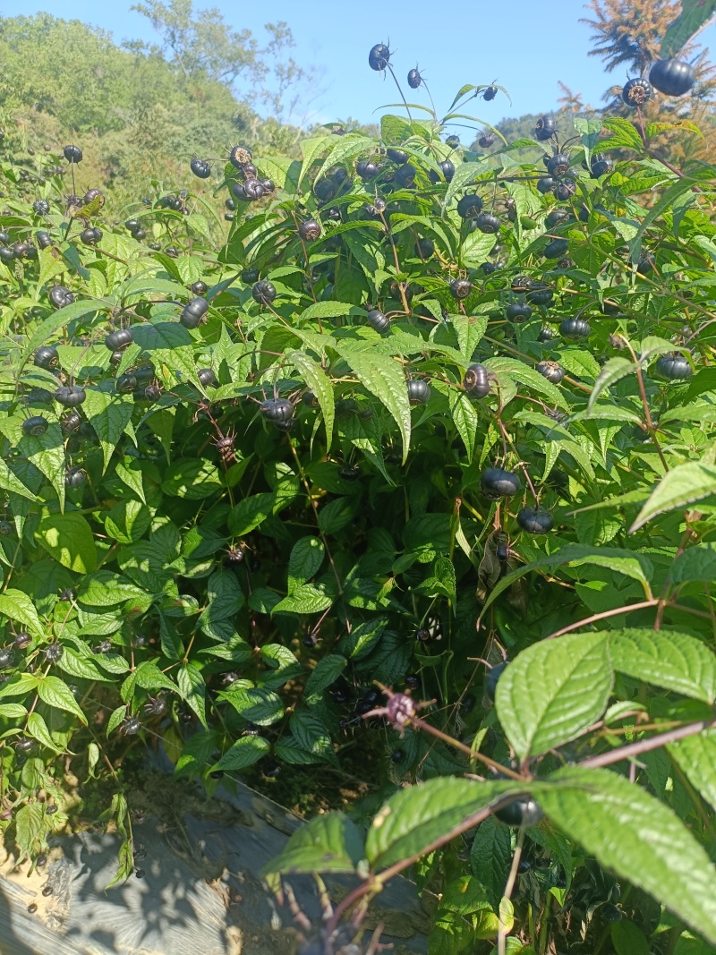 红果参