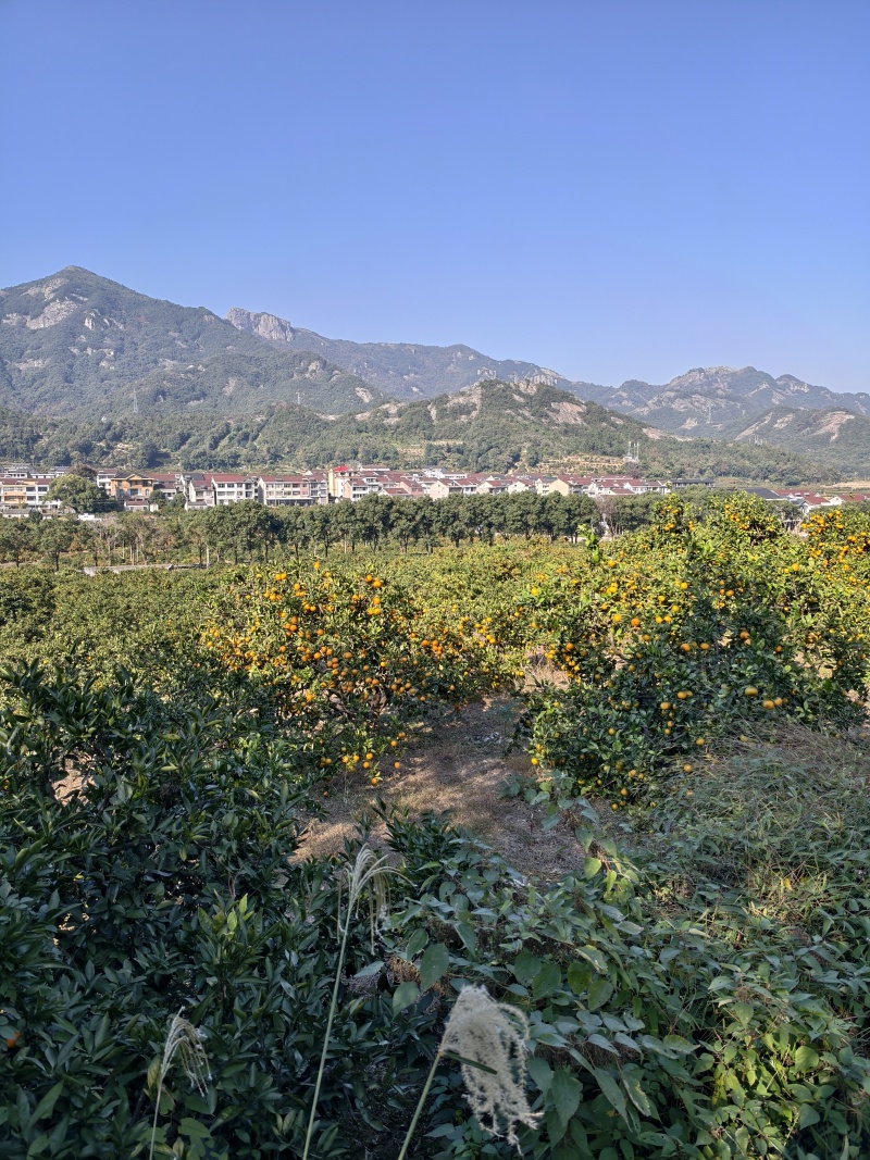高山蜜橘