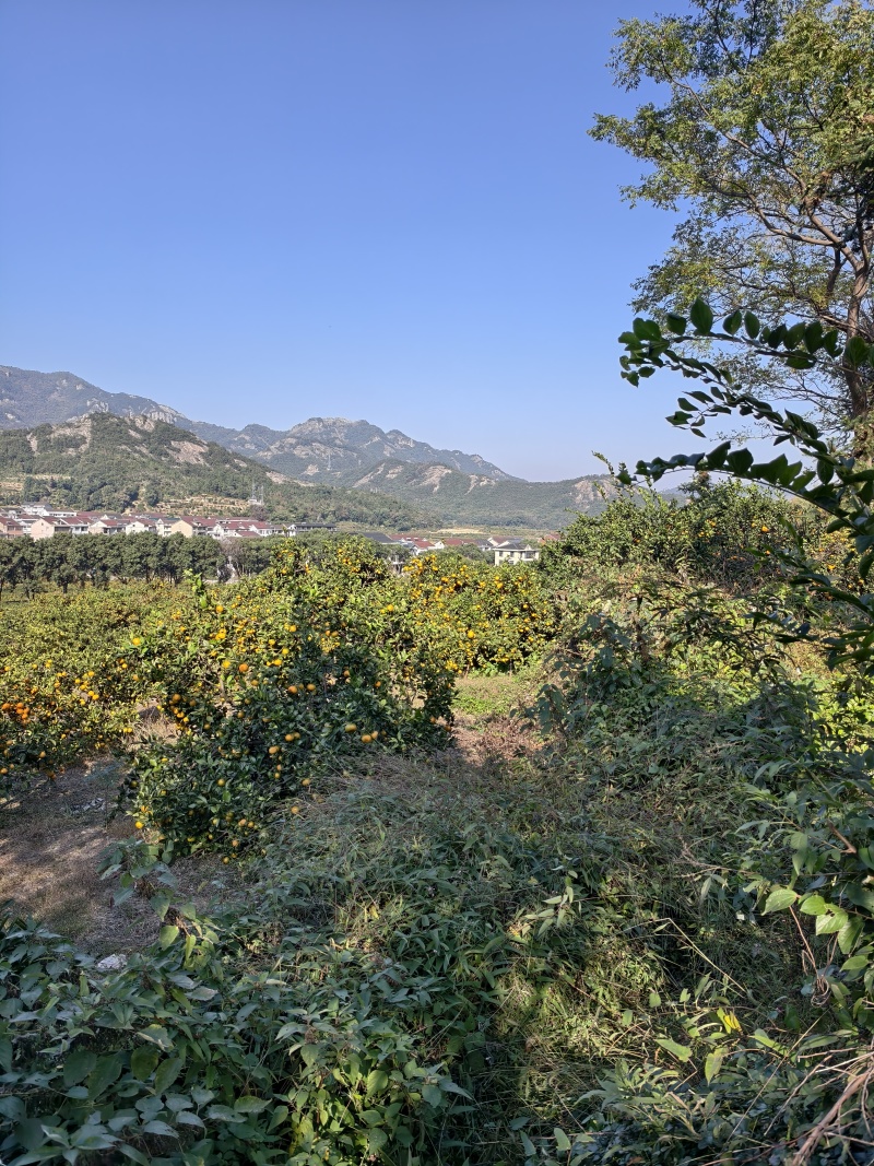 高山蜜橘