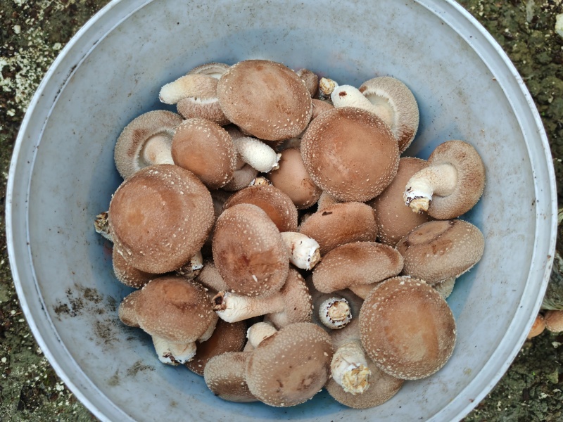 香菇