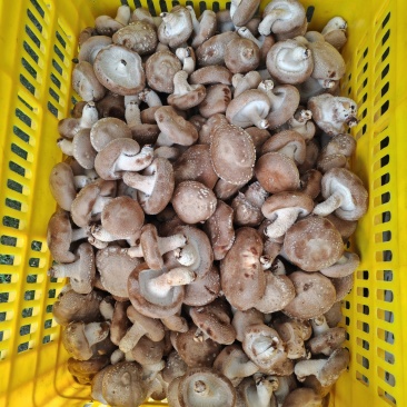 香菇