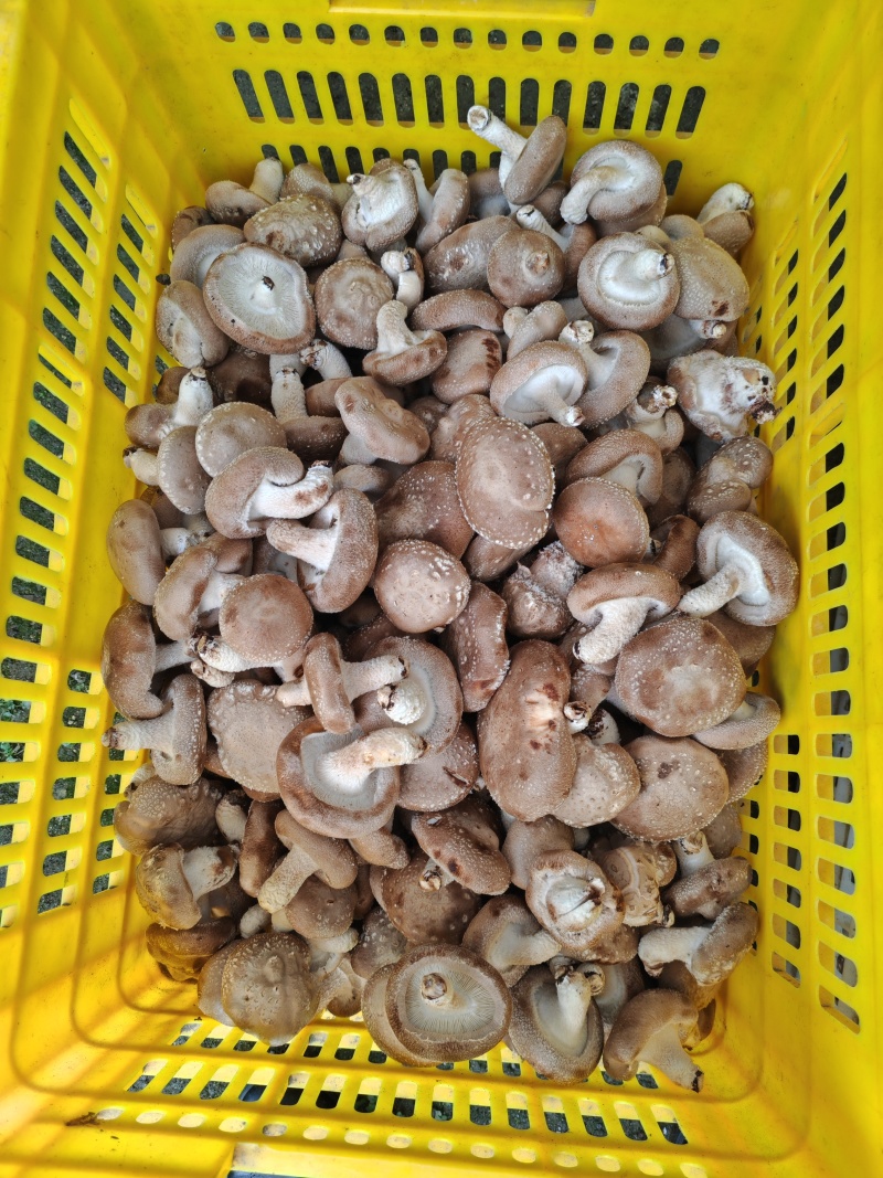 香菇