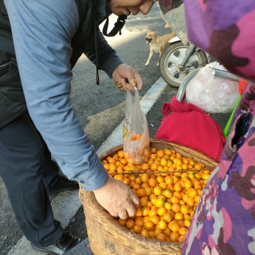 遂川特产金桔，客家甜米酒