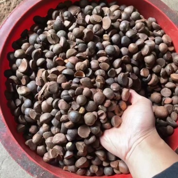 铜钹山山茶油***古法压榨