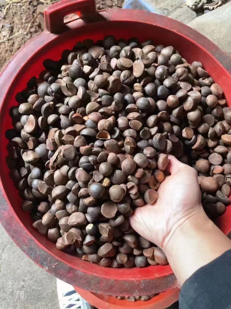 铜钹山山茶油***古法压榨