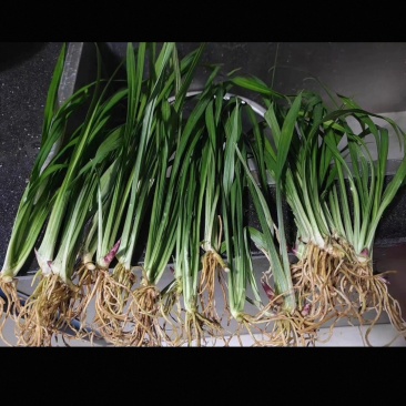 绿植:吉祥草。自家有三十亩种植基地，亩大从优。
