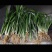 绿植:吉祥草。自家有三十亩种植基地，亩大从优。