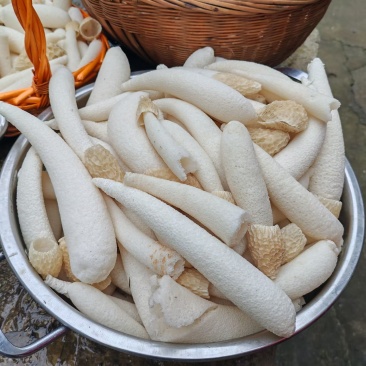 毕节大方冬荪