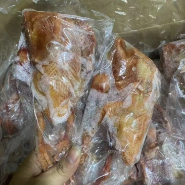 二级鸽子山东发货质量保证价格便宜