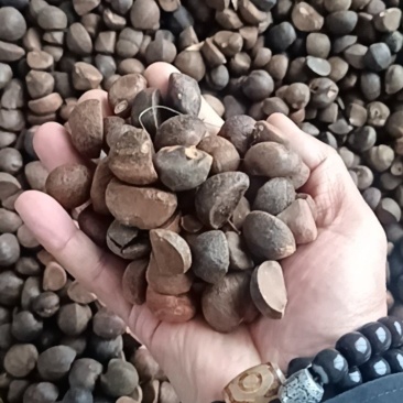 油茶籽