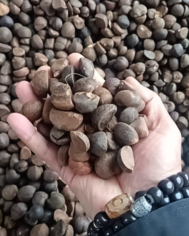 油茶籽