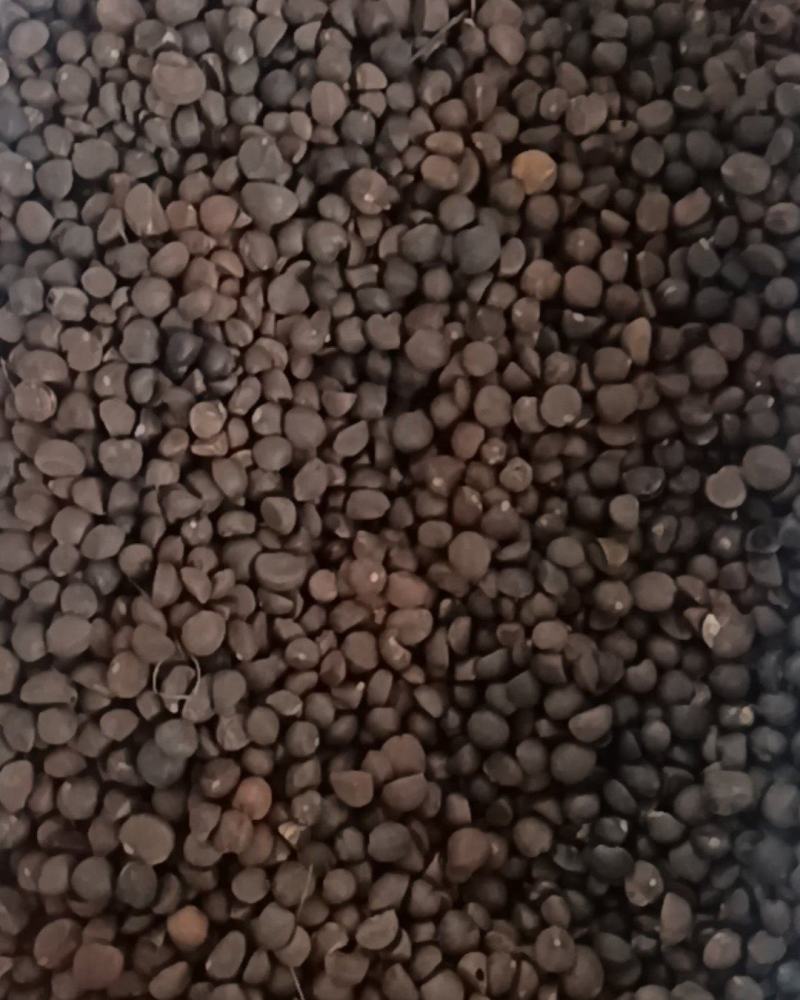 油茶籽
