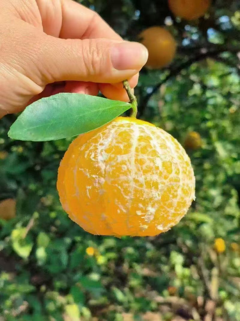 广东肇庆市德庆皇妃贡柑