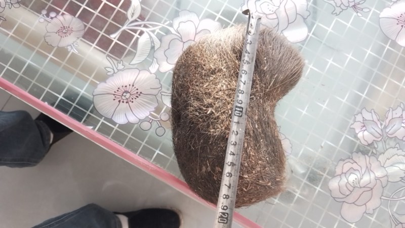 青海有猪宝