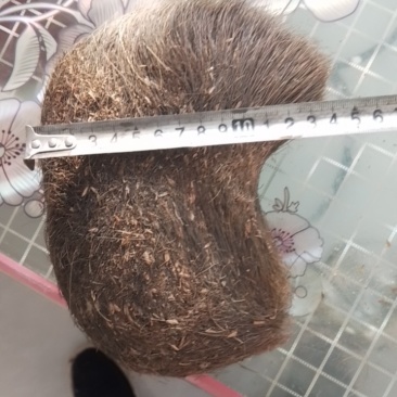 青海有猪宝