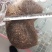 青海有猪宝