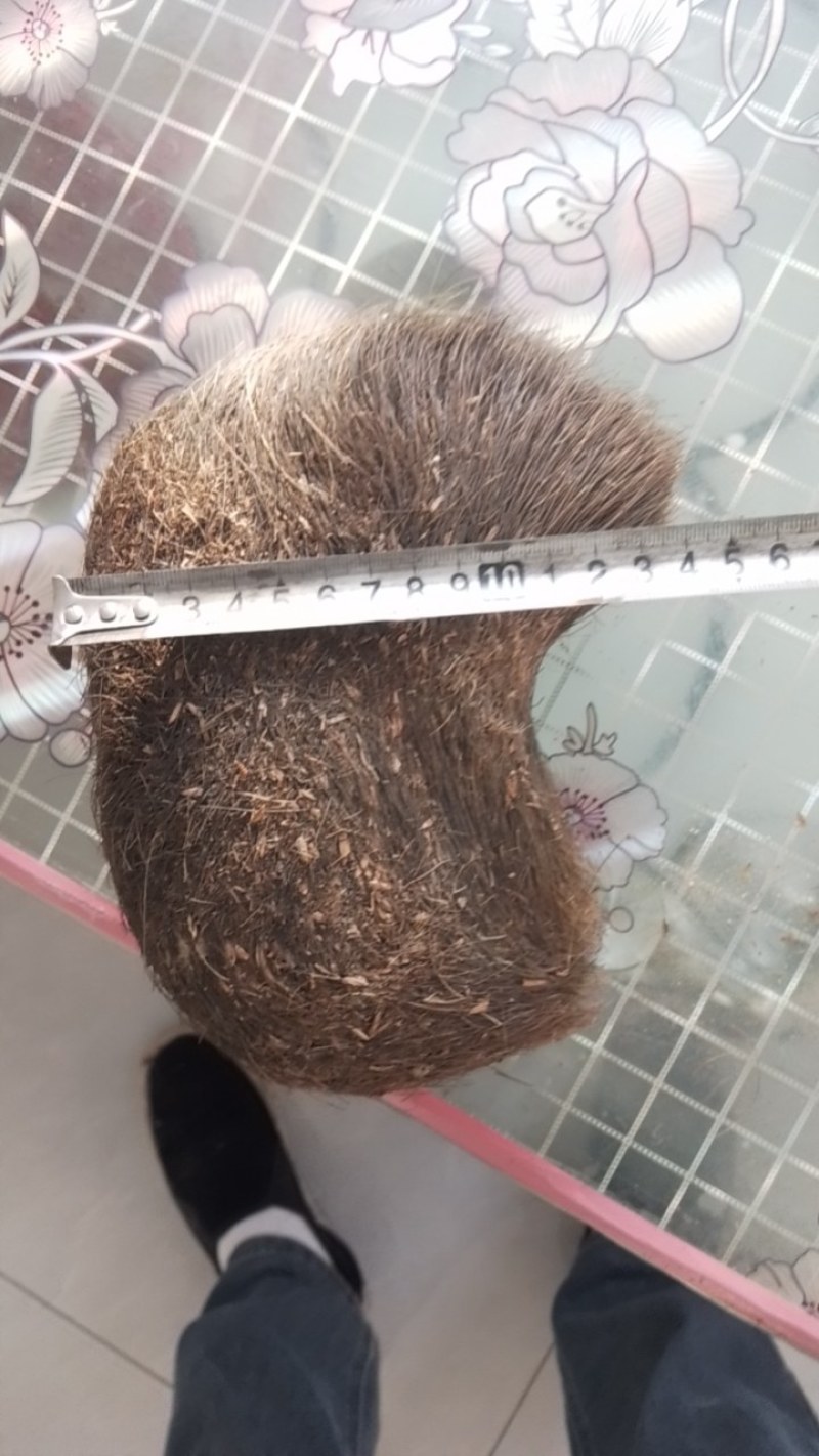 青海有猪宝